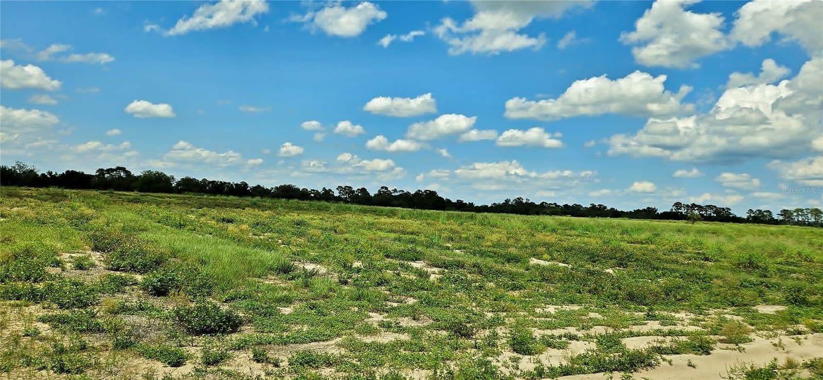 Photo 4 of MAMMOTH GROVE