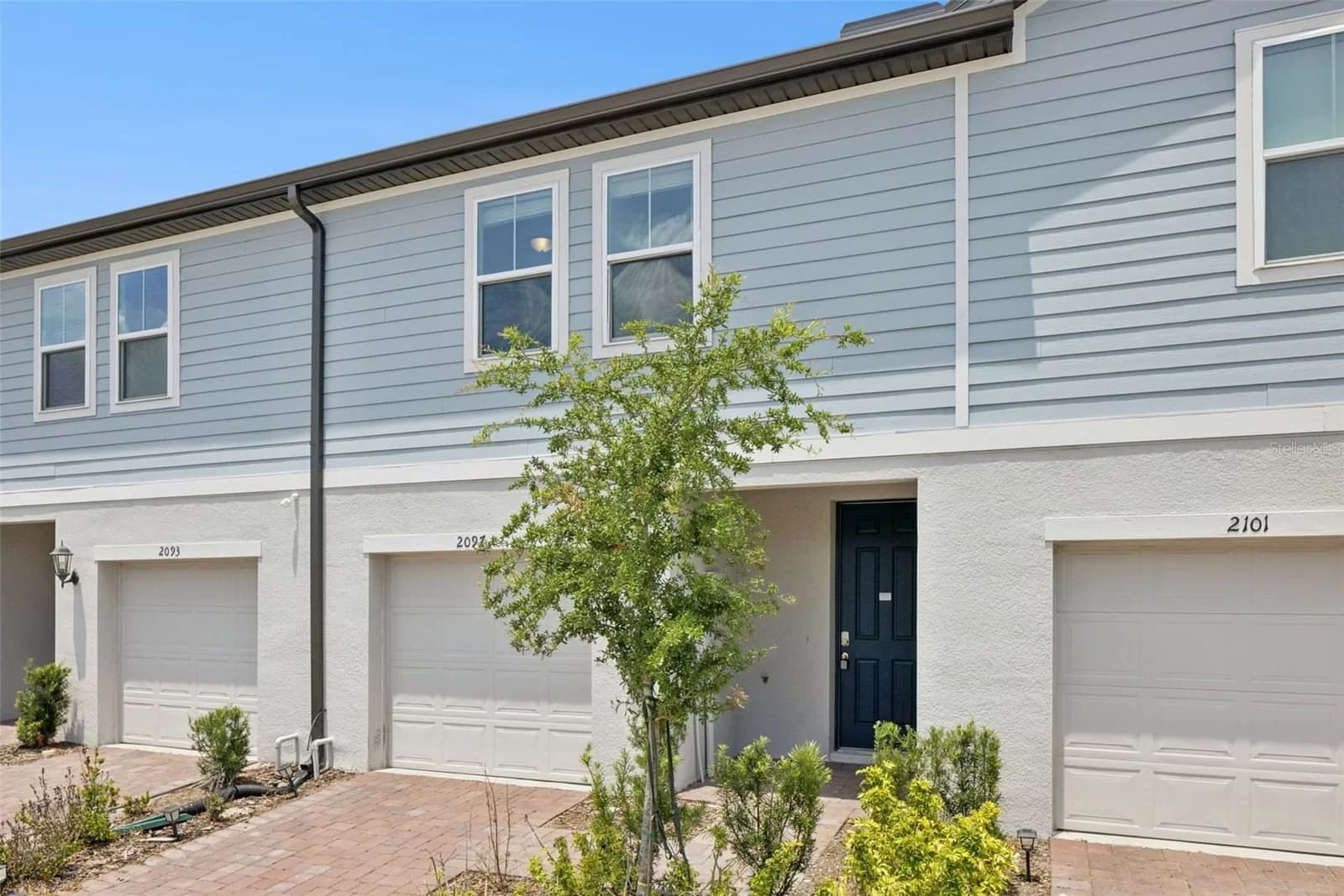 2097 CRAPE JASMINE