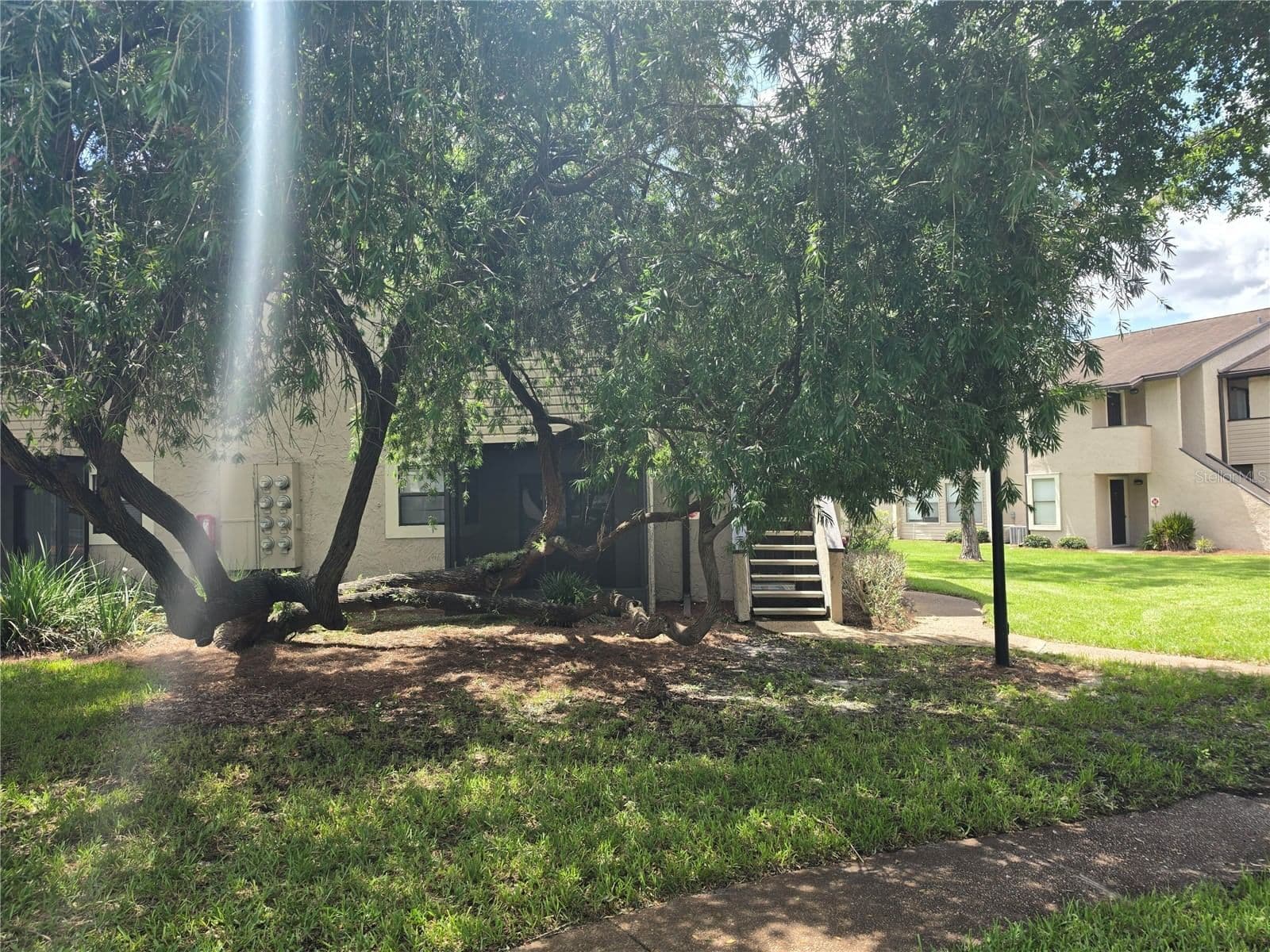 3019 ANTIQUE OAKS