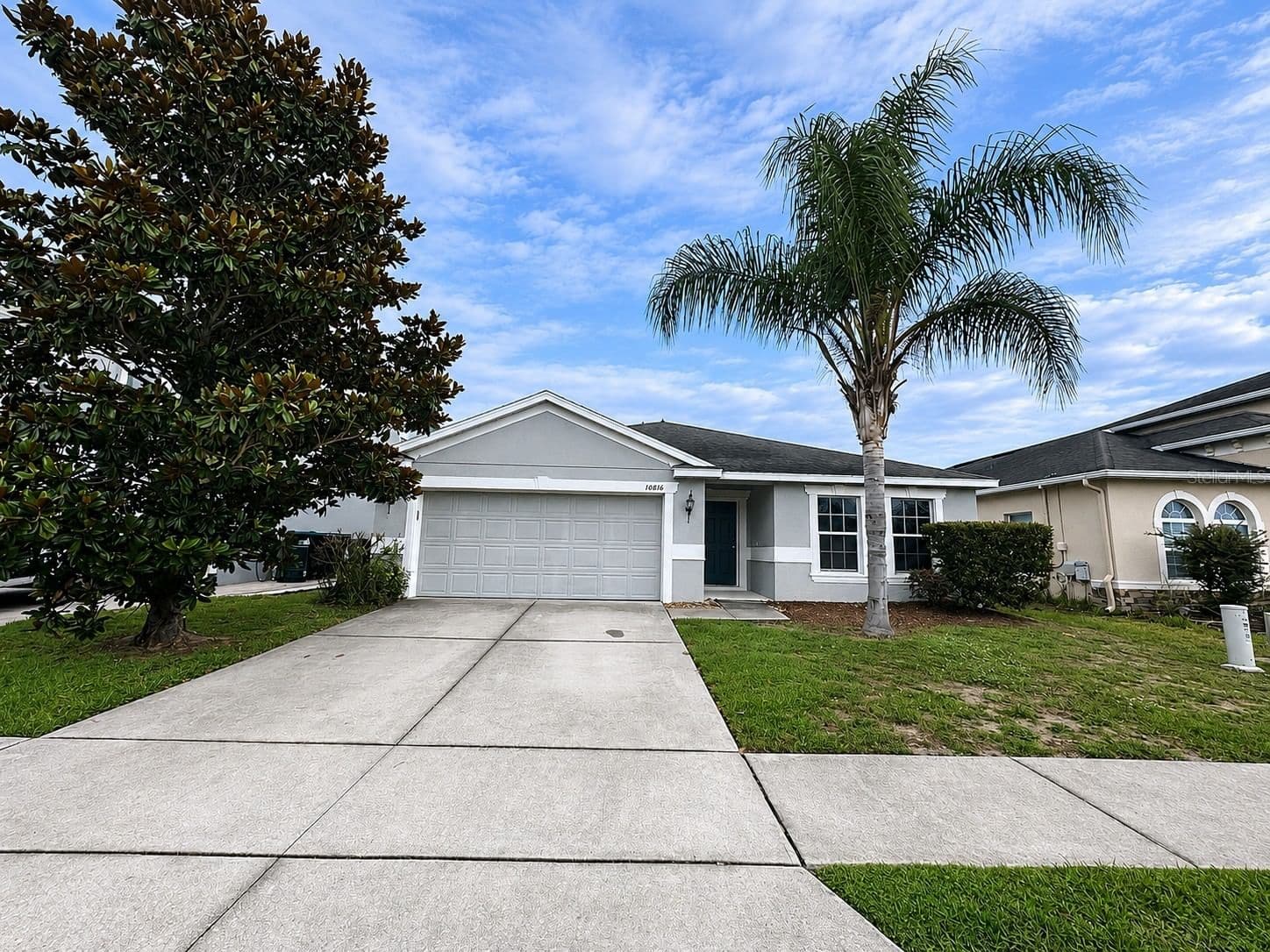10816 CABBAGE TREE