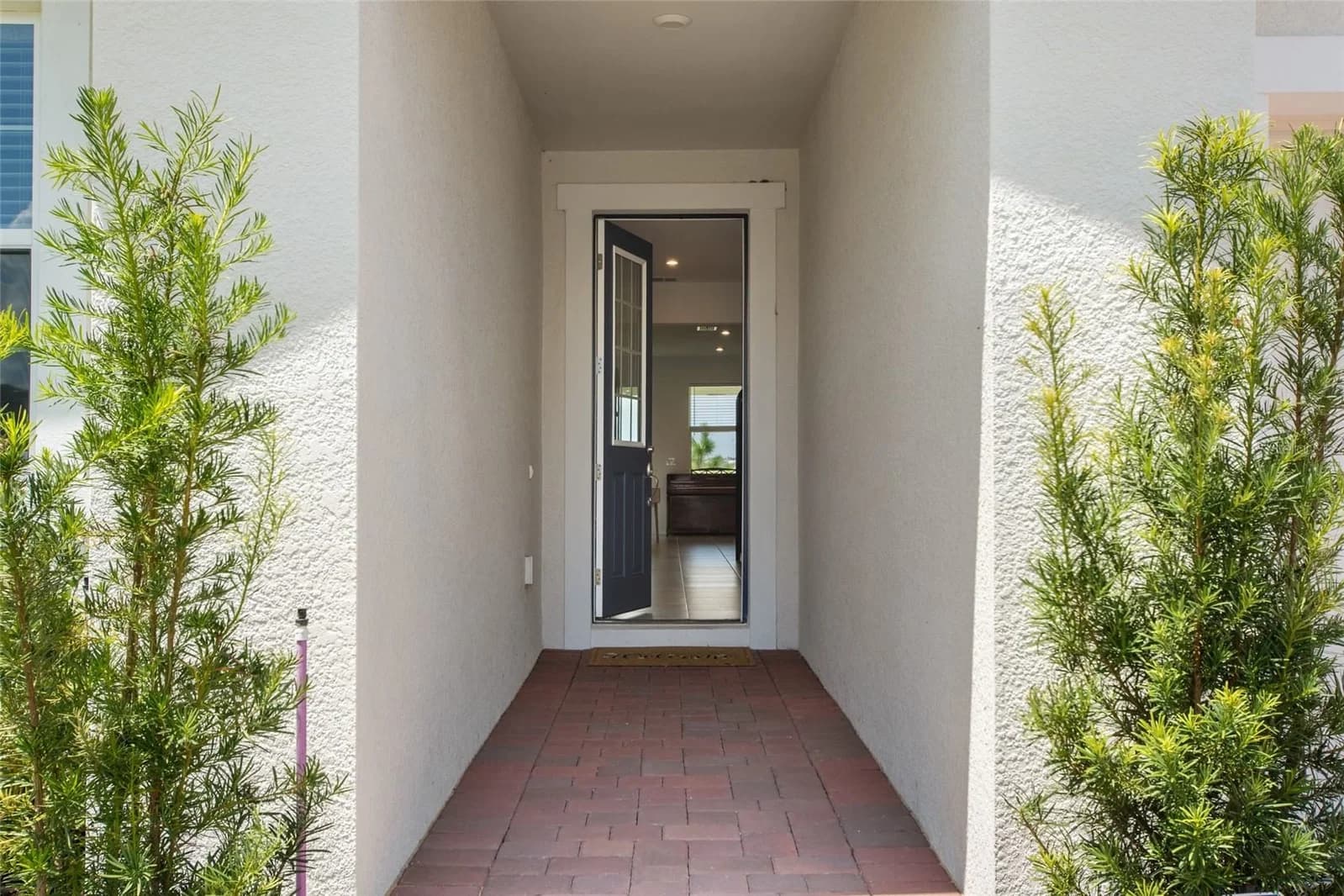2685 SWEET ACACIA