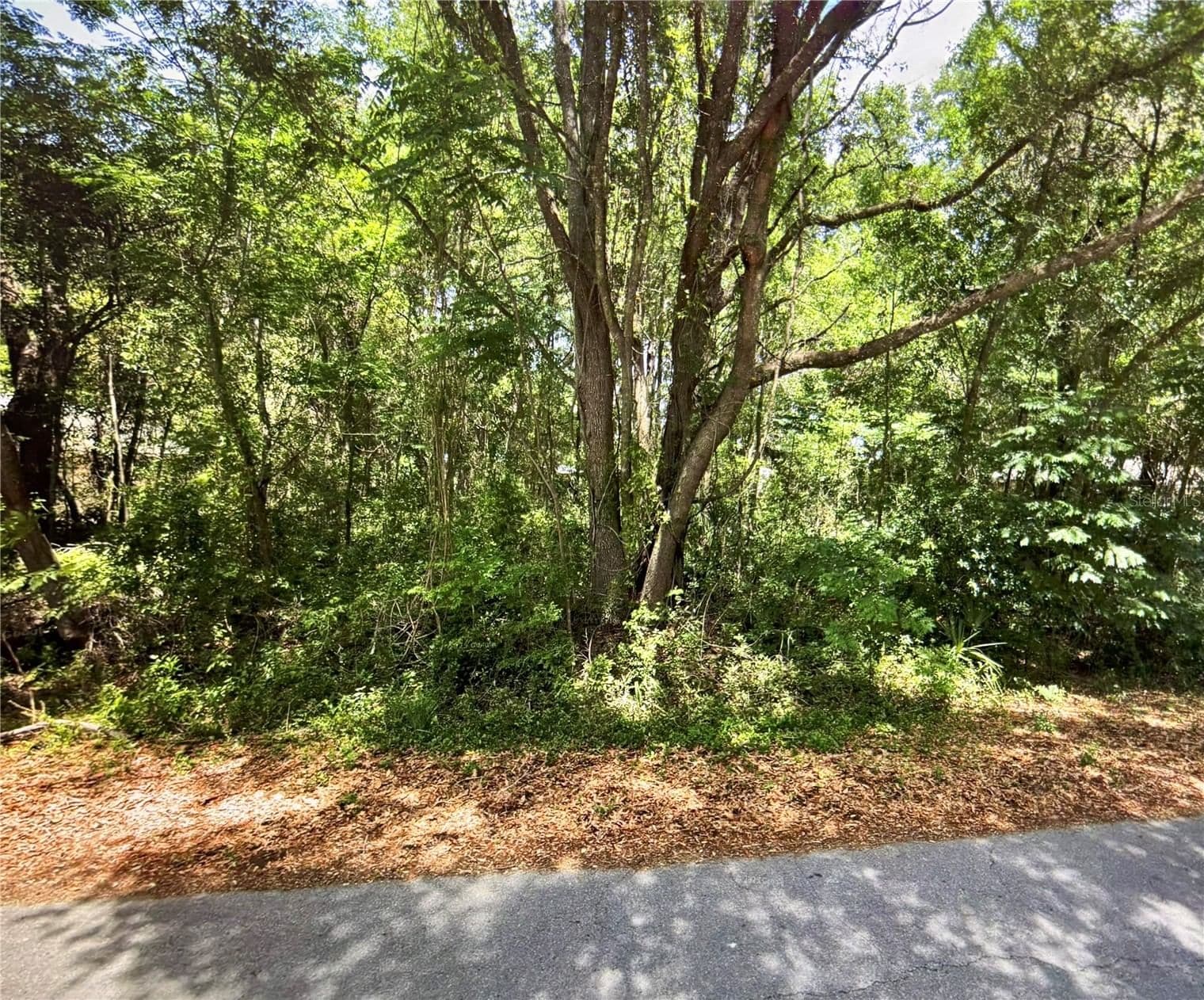 41 PINE TRACE
